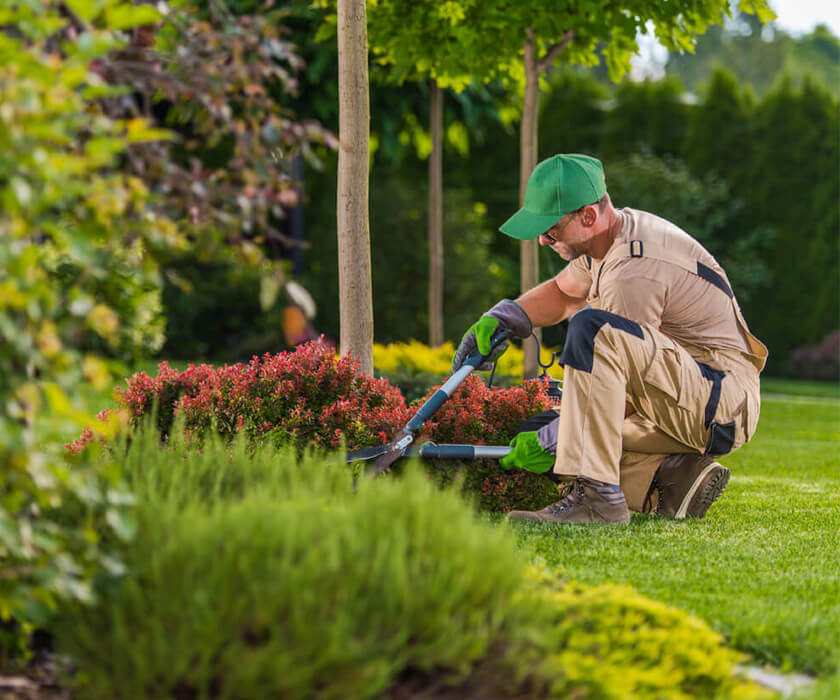 Gardener trims bushes in a vibrant green landscape of a senior living community.
